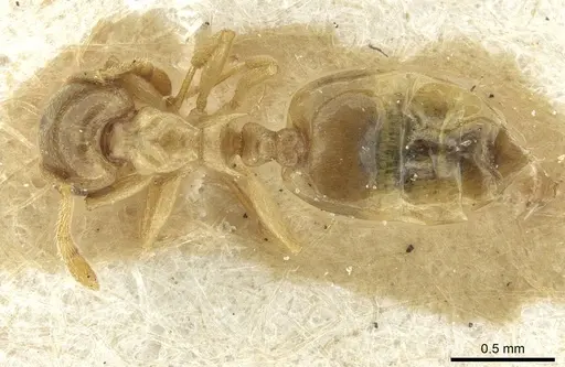 Crematogaster solenopsides - RMCAENT000017767