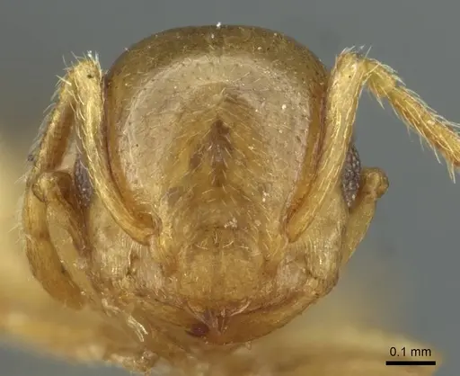 Crematogaster solenopsides - RMCAENT000017767