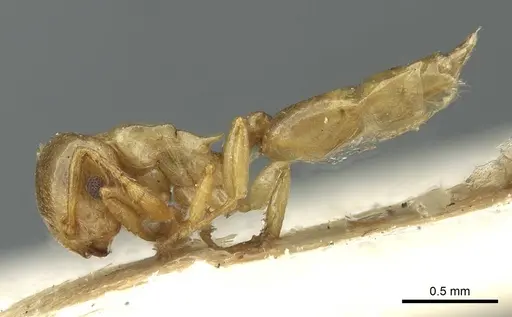 Crematogaster solenopsides - RMCAENT000017767