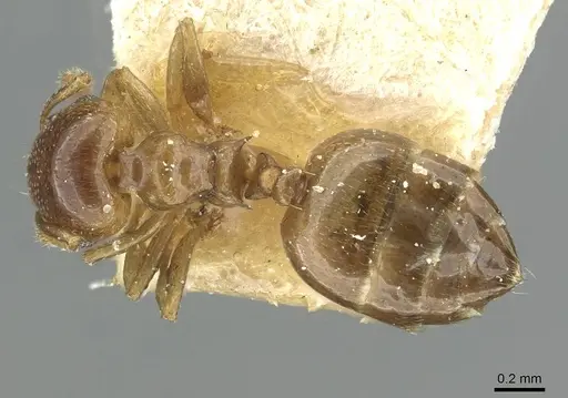 Crematogaster solenopsides - RMCAENT000017768