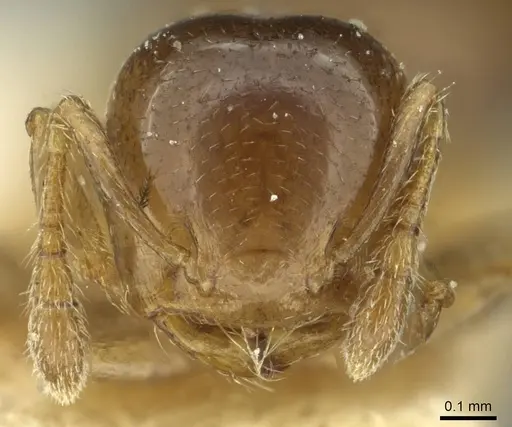 Crematogaster solenopsides - RMCAENT000017768