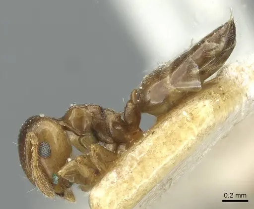 Crematogaster solenopsides - RMCAENT000017768