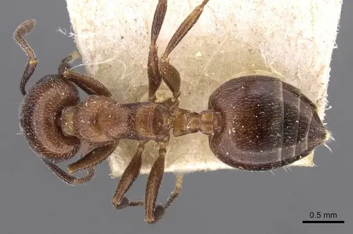 Crematogaster solers specimen