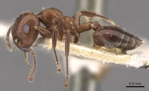 Crematogaster solers specimen