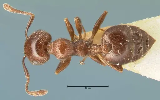 Crematogaster solers - FOCOL1456