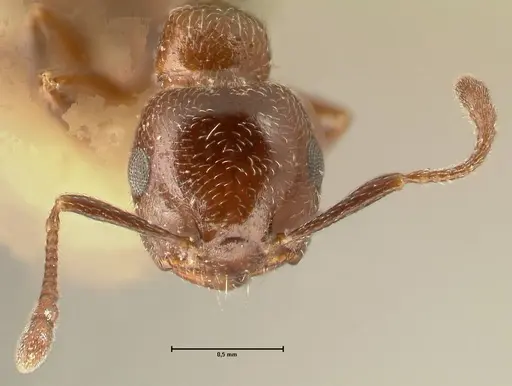 Crematogaster solers - FOCOL1456