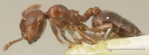 Crematogaster solers - FOCOL1456