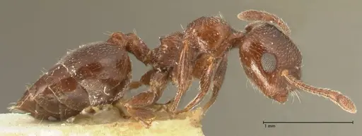Crematogaster solers - FOCOL1456