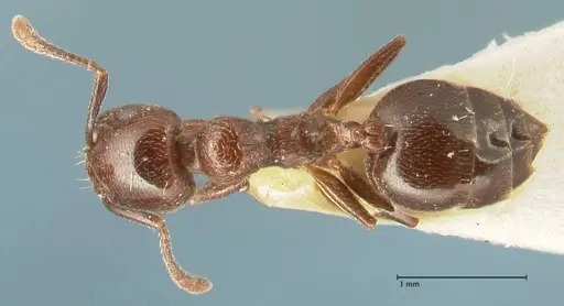 Crematogaster solers - FOCOL1457