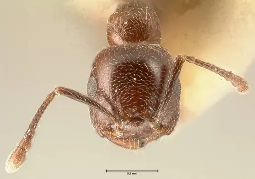 Crematogaster solers - FOCOL1457