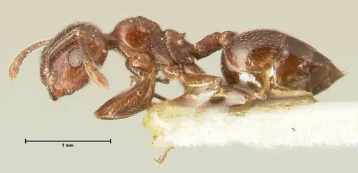 Crematogaster solers - FOCOL1457