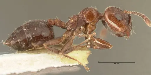 Crematogaster solers - FOCOL1457