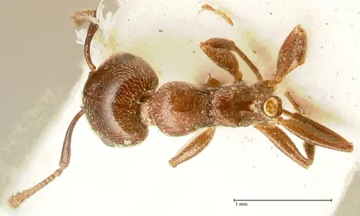 Crematogaster solers - FOCOL1458