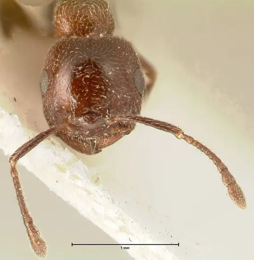 Crematogaster solers - FOCOL1458