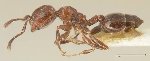 Crematogaster solers - FOCOL1458