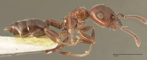 Crematogaster solers - FOCOL1458