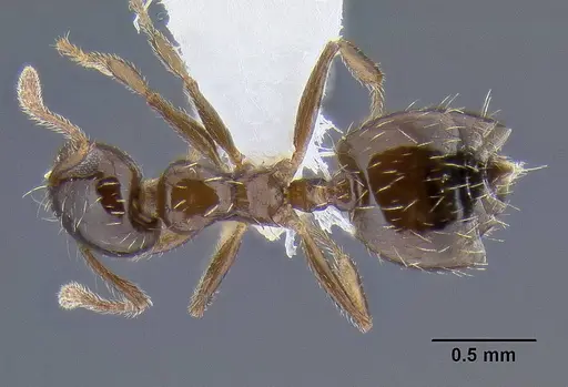 Crematogaster sordidula specimen