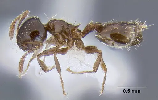 Crematogaster sordidula specimen