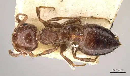 Crematogaster sorokini specimen