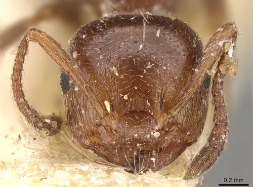 Crematogaster sorokini specimen