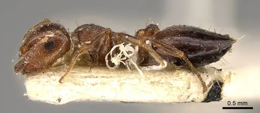 Crematogaster sorokini specimen