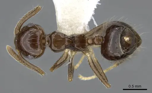 Crematogaster sotobosque specimen