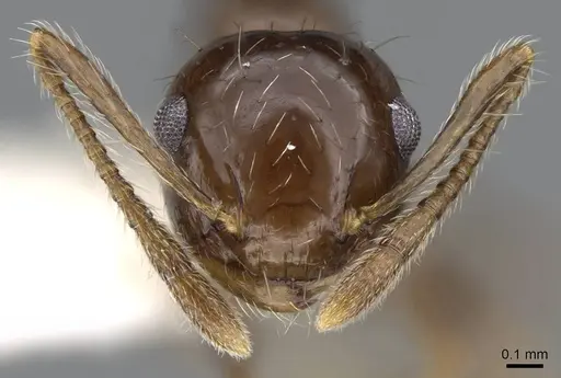 Crematogaster sotobosque specimen