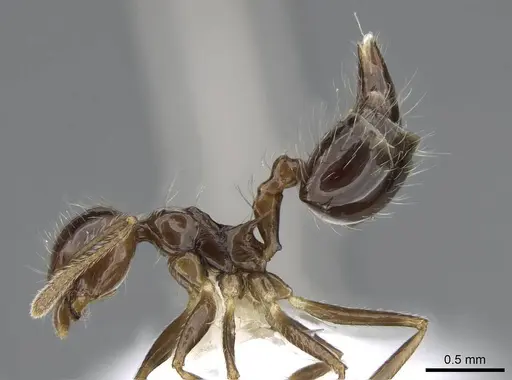 Crematogaster sotobosque specimen