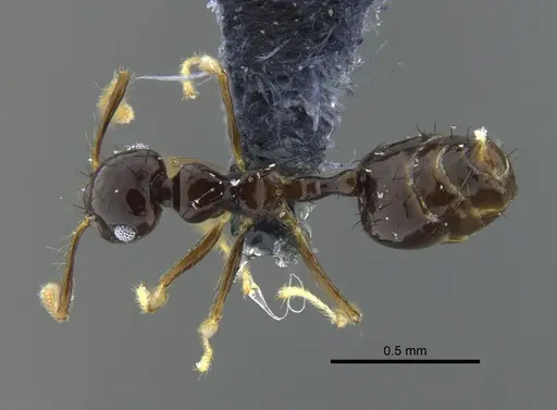 Crematogaster sotobosque - CBUMAGENT41931