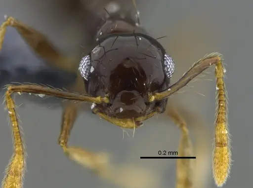 Crematogaster sotobosque - CBUMAGENT41931