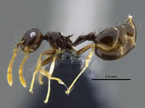 Crematogaster sotobosque - CBUMAGENT41931