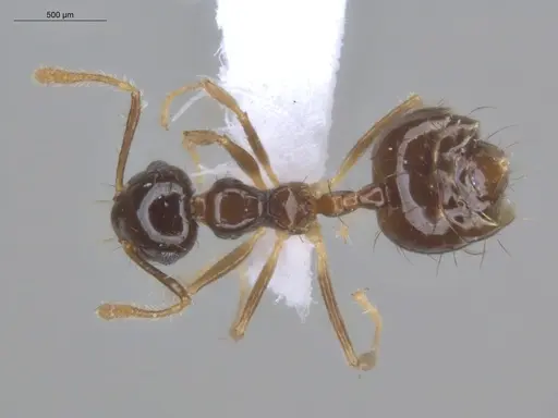 Crematogaster sotobosque - ECOFOG-IT14-0304-20