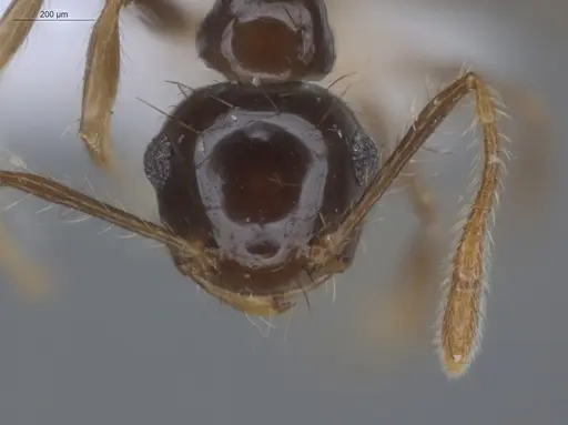 Crematogaster sotobosque - ECOFOG-IT14-0304-20