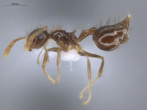 Crematogaster sotobosque - ECOFOG-IT14-0304-20