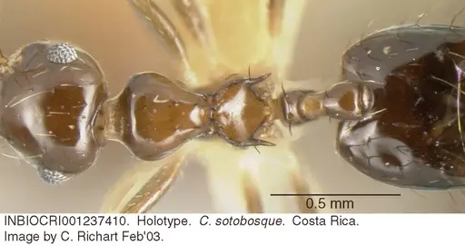 Crematogaster sotobosque - INBIOCRI001237410