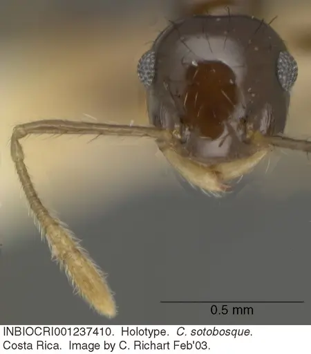 Crematogaster sotobosque - INBIOCRI001237410