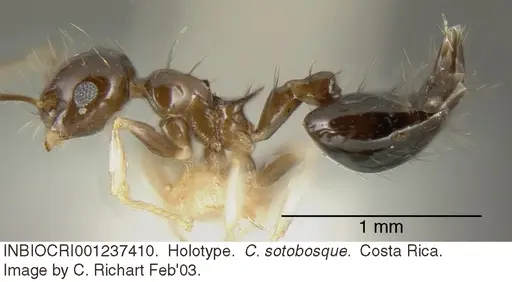 Crematogaster sotobosque - INBIOCRI001237410