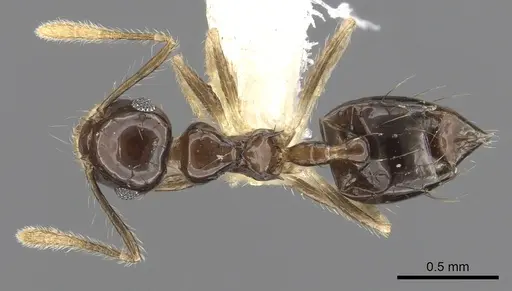 Crematogaster sotobosque - JTLC000001217