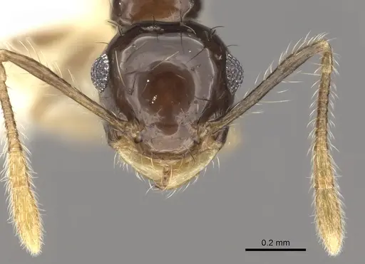 Crematogaster sotobosque - JTLC000001217