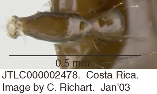 Crematogaster sotobosque - JTLC000002478