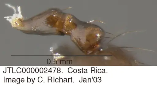 Crematogaster sotobosque - JTLC000002478