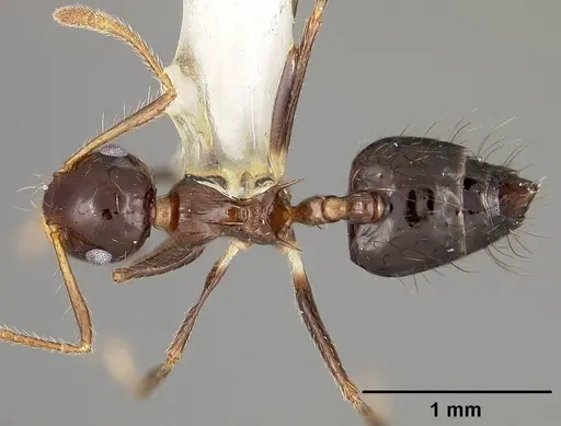 Crematogaster sotobosque - USNMENT00442062