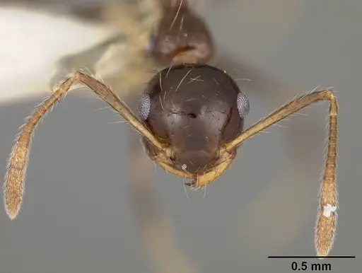 Crematogaster sotobosque - USNMENT00442062