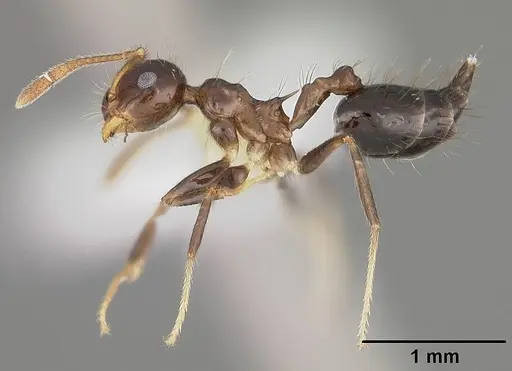 Crematogaster sotobosque - USNMENT00442062