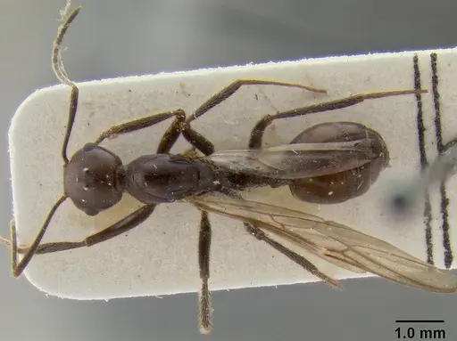 Crematogaster stadelmanni specimen