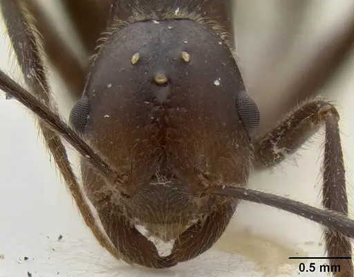 Crematogaster stadelmanni specimen