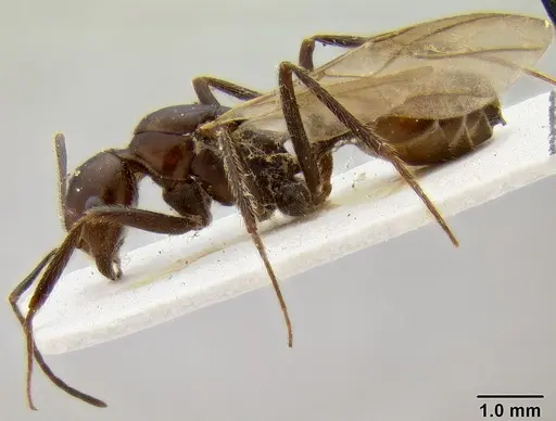 Crematogaster stadelmanni specimen