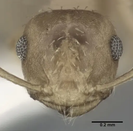 Crematogaster steinheili specimen
