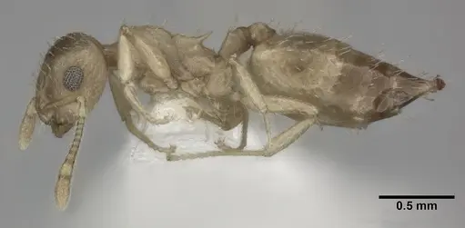 Crematogaster steinheili specimen