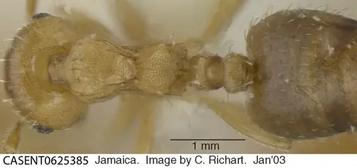Crematogaster steinheili - CASENT0625385